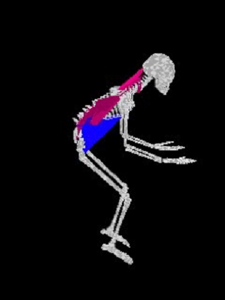 ... of Human Body of Musclo-skeltal System Based on Multibody Dynamics