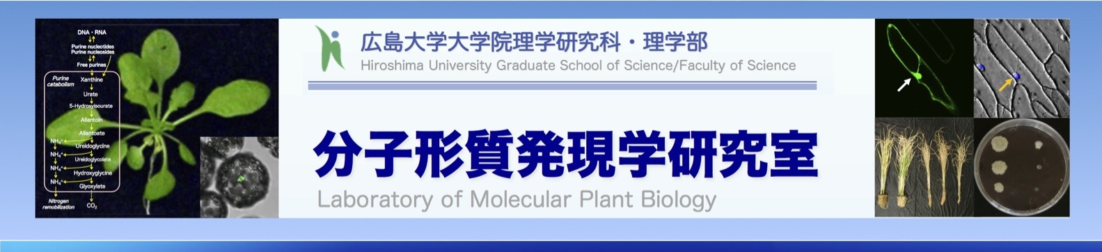 分子形質発現学研究室 - 広島大学大学院理学研究科