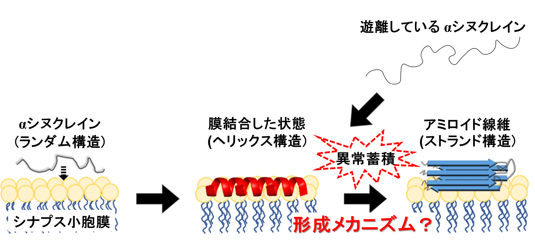 疾患原因タンパク質 αシヌクレイン（α-Syn）の研究