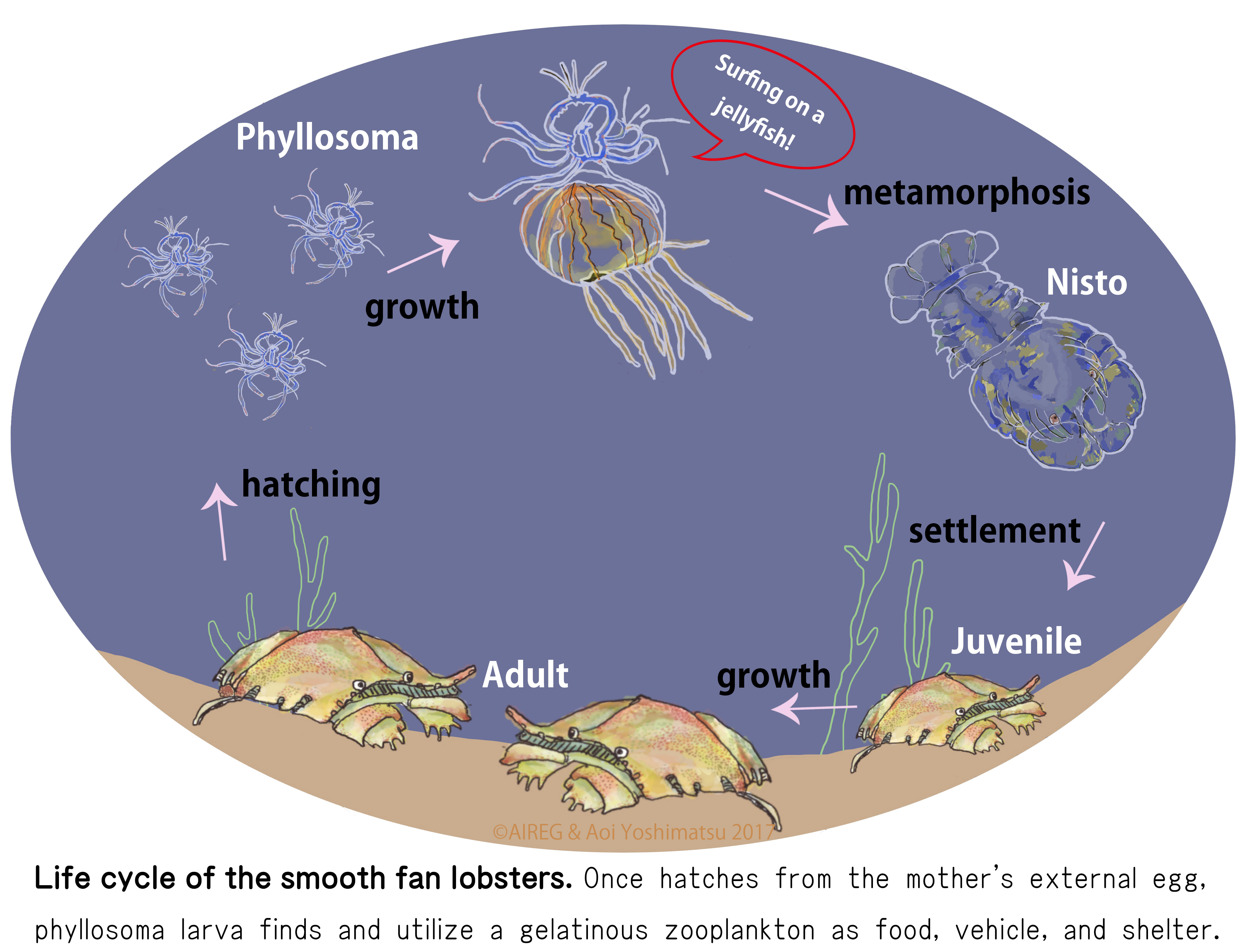 life cycle