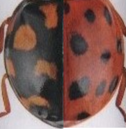 テントウムシ