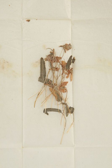 美知代の花袋宛書簡に同封された菫の花〔田山花袋記念文学館提供〕