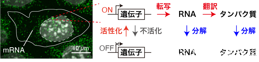 バースト頻度
