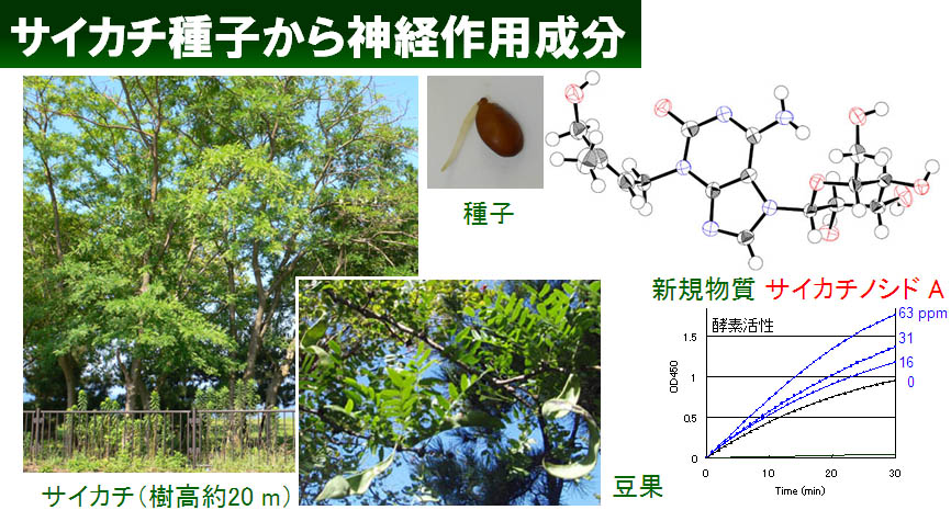 天然物化学研究室（太田研）