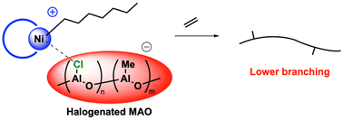 Graphical abstract: A simple cocatalyst modification approach for tuning polyolefin branching: halogenated MAO in nickel-catalyzed ethylene polymerization