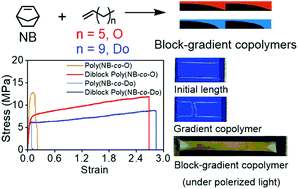 Graphical abstract: Synthesis and properties of block copolymers composed of norbornene/higher ��-olefin gradient segments using ansa-fluorenylamidodimethyltitanium-[Ph3C][B(C6F5)4] catalyst system