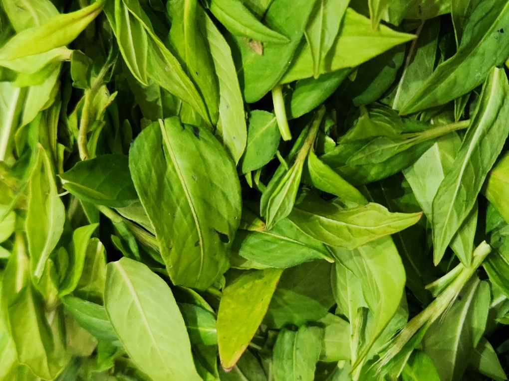 藍葉