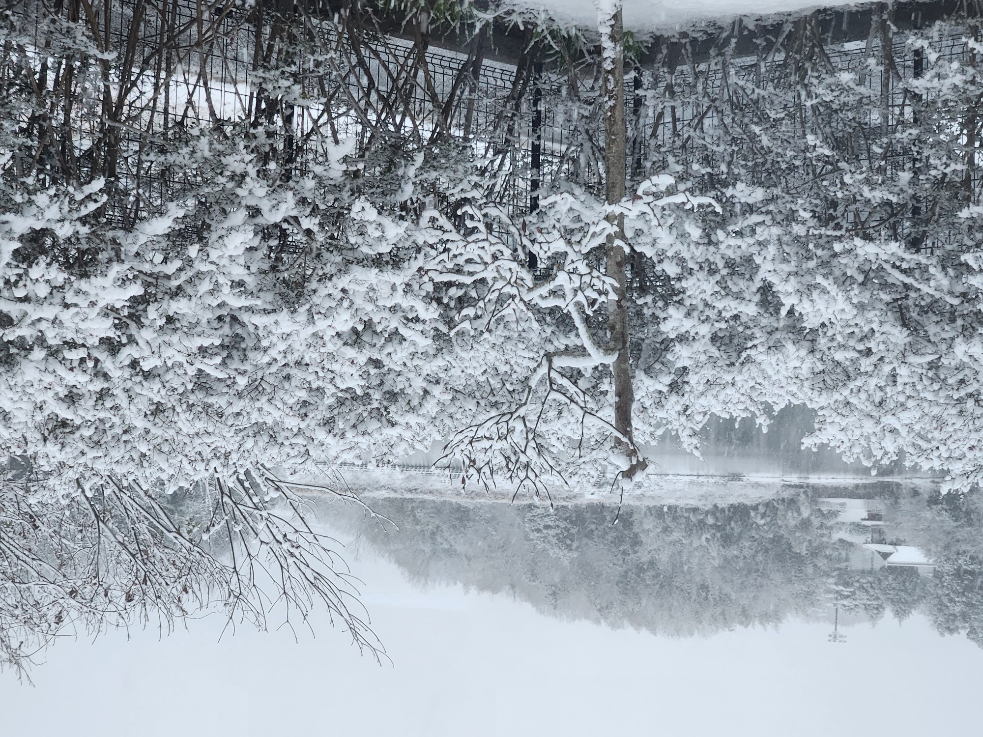 庭の雪景色